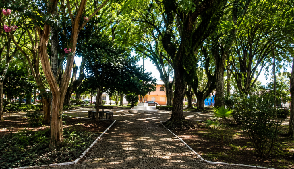 Caminho arborizado representando a convivência com a esclerose múltipla controlada ao longo da vida.