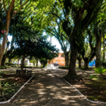 Caminho arborizado representando a convivência com a esclerose múltipla controlada ao longo da vida.