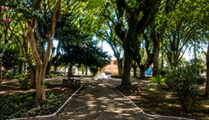 Caminho arborizado representando a convivência com a esclerose múltipla controlada ao longo da vida.